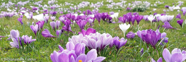 Frühlingsboten blühen